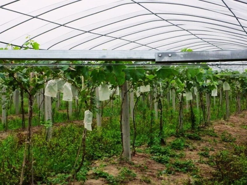 Ứng dụng vải không dệt trong nông nghiệp