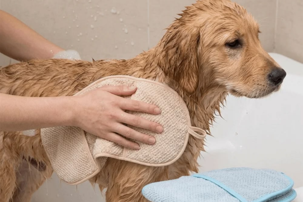 Nguyên Nhân Khiến Chó Mèo Dễ Bị Bệnh Nấm Da Tái Phát